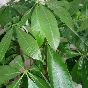 清风拂面头像
