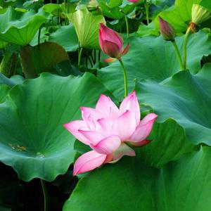 荷塘月色77头像