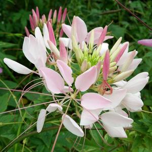 陌上花开,缓缓归矣头像