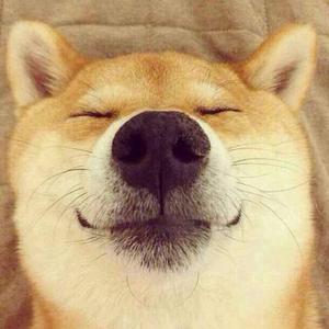 可能是一只智商爆表的汪头像