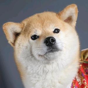 小楚家的秋田柴犬头像