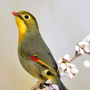 用户258560谍翅鸟头像