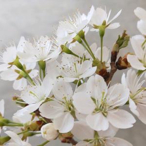 花花世界 谁是我的爱头像