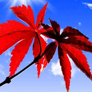 忆往昔,醉清风头像