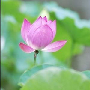 映日荷花别样红头像