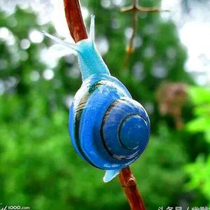 奔跑的蜗牛头像