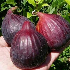 新河无花果陈宁头像