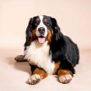 0w 抖音号:  bernese vechoyfy 伯恩山犬 bernedoodle goldendoodle