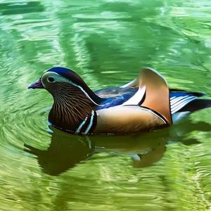 孤独的鸳鸯头像