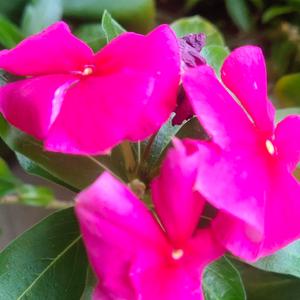 陌上花开哈头像