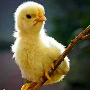 青年鸡大本营头像