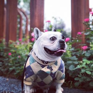 爱跳舞的法斗99头像