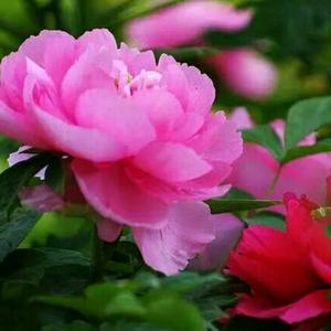 红牡丹拒合拍头像