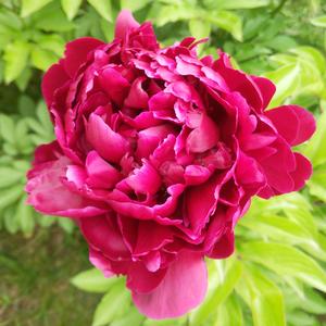 坚强的花妮头像