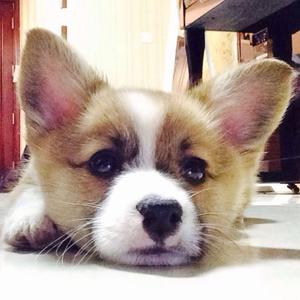 球球是只柯基头像