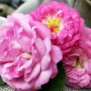 我要飞上心灵的高空俯视你的灵魂头像