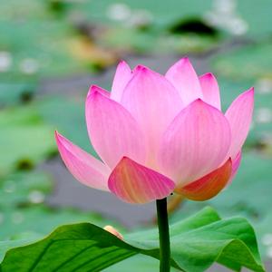 愿作一朵莲头像