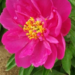 薰衣草的天空头像