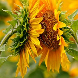 唯一向日葵头像