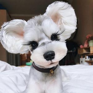 几米是个雪纳瑞头像