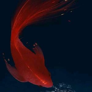 北方的情人头像