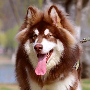 雪橇犬凯撒头像