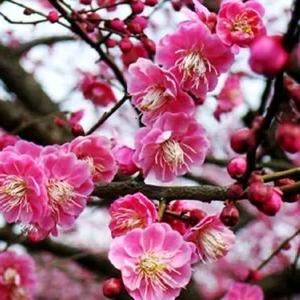 (骗赞绕行)头像