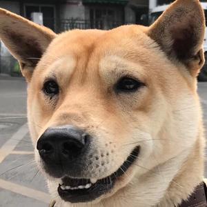 刘柴柴的夏天头像