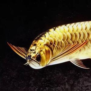 小伟仟湖龙鱼头像