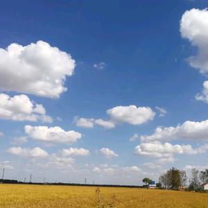 心若向阳无谓悲伤头像