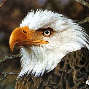 鹰头像
