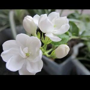 小茉莉949496的主页 - 抖音