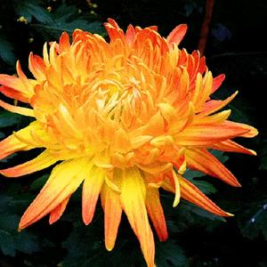 秋天到菊花香头像