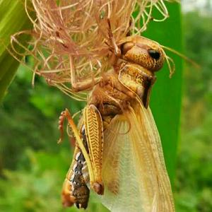 恩沛家庭农场蚂蚱养殖基地头像