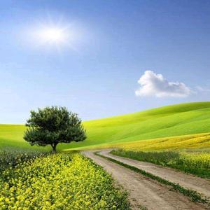 一路格桑花!头像