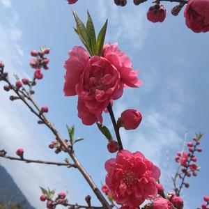 鸟语花香头像美景图片图片