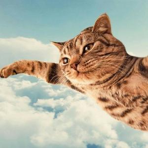 会飞的猫