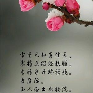 踏雪寻梅