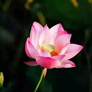 花好月圆头像