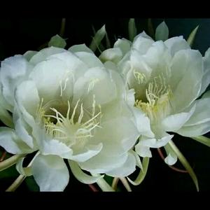 小小忘忧草头像