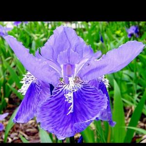 鸢尾花头像