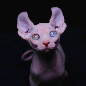 斯芬克斯精灵头像