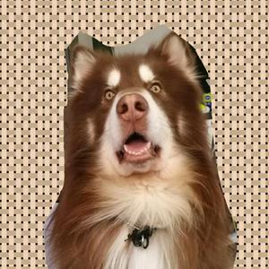 狗头的主页 - 抖音