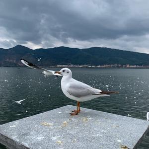 青蛙骑大雁头像