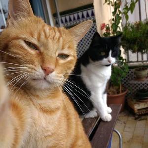 红红火火恍恍惚惚头像