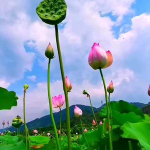 蓝天,白云,青山,绿水头像