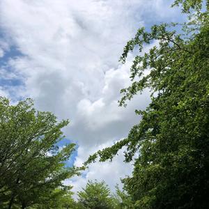 那一片落叶头像