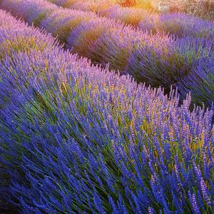 环游花草世界头像