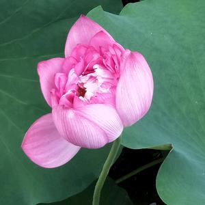 在水一方头像
