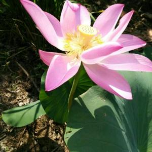 勿忘你(ω)hia头像